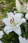 [Lilium White Eyes-6089.jpg]